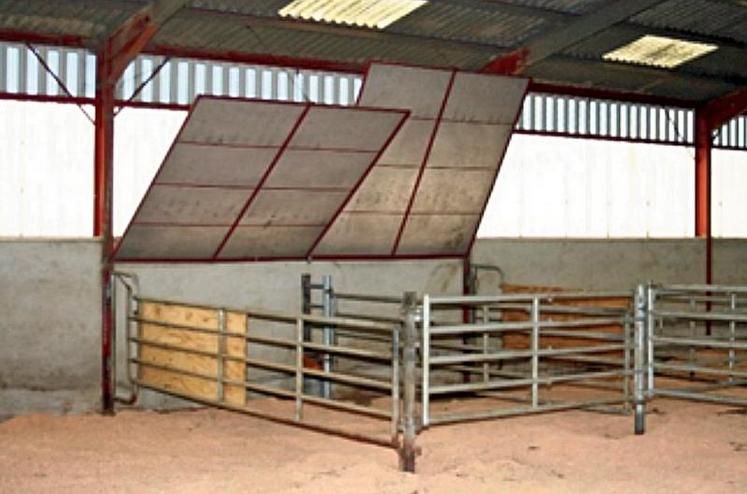 Cases à veaux entre lots de vaches allaitantes protégées par un faux plafond amovible … uniquement pour des veaux de moins de 3 semaines.