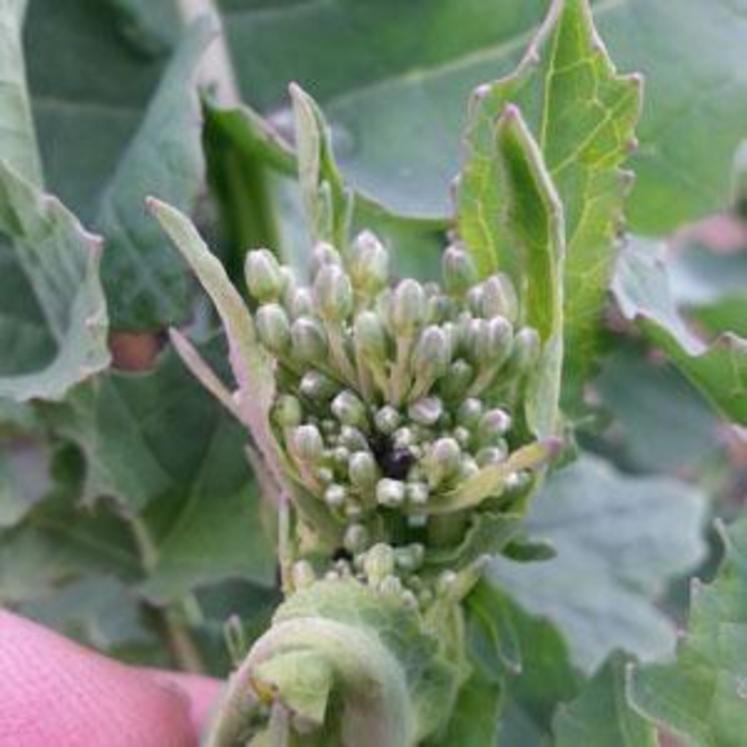 Les stades des parcelles sont variables selon les secteurs.