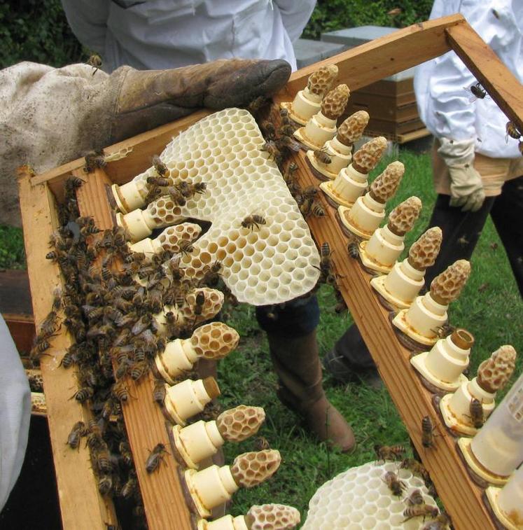 Les cupules contenant les laves sont placées sur un cadre. Les abeilles agrandissent les alvéoles. La construction est à l’horizontale si la colonie élève une reine.