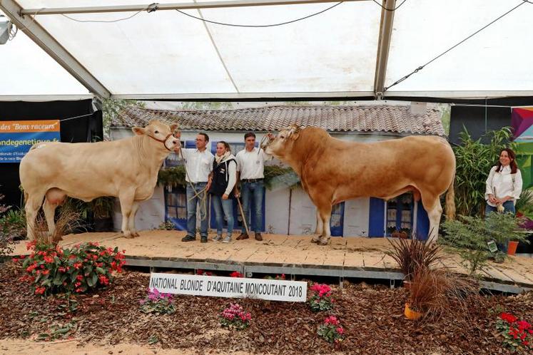 Les champions adultes du concours national Blonde d'Aquitaine : Harmonie, la femelle, du Gaec des Joncquilles, de Loire-Atlantique, et Junior, le mâle, du Gaec Pierre, dans le Calvados.