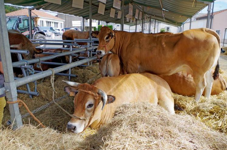 88 Parthenaises provenant de 22 élevages des Deux-Sèvres ont participé au concours départemental de la race à Moncoutant, samedi 22 septembre, une semaine après le national à Rennes.