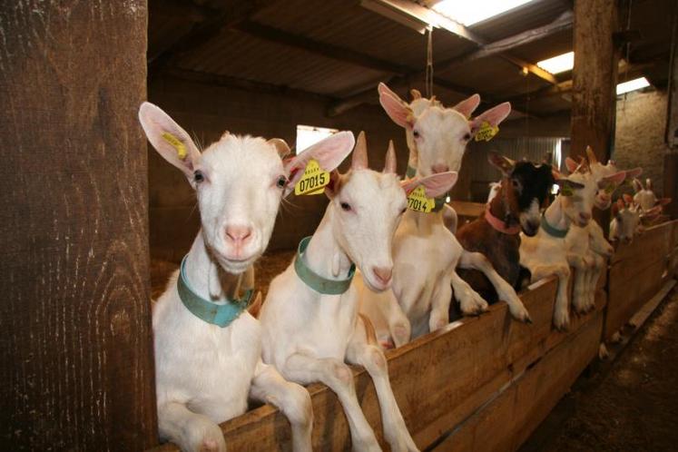 En élevage laitier, la moyenne des exploitations est de 246 chèvres.