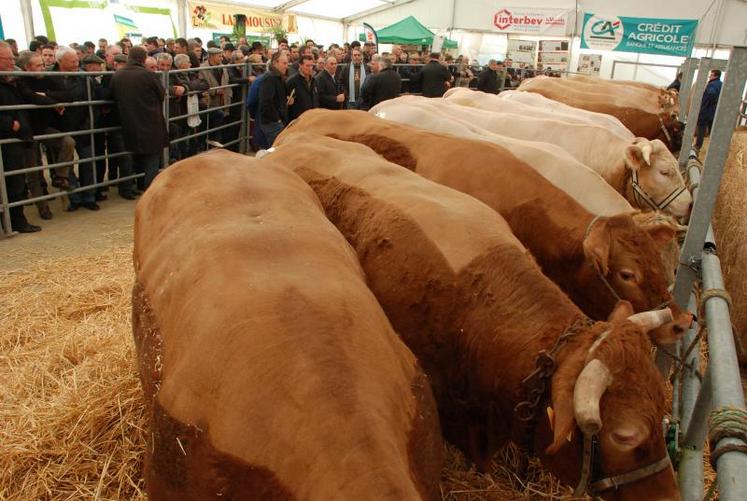 Chaque année la foire concours de Bressuire rassemble plus de 200 bovins et 150 ovins. (Photo d’archives)