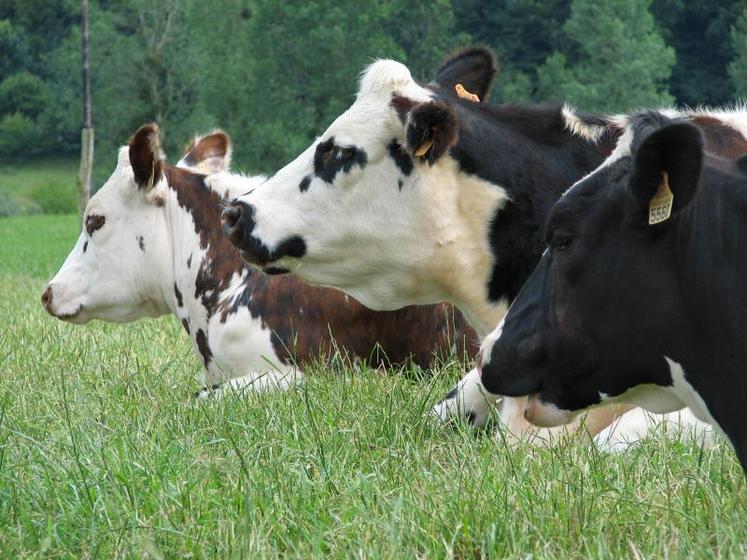 Le secteur laitier a besoin d’une nouvelle régulation communautaire selon les producteurs.