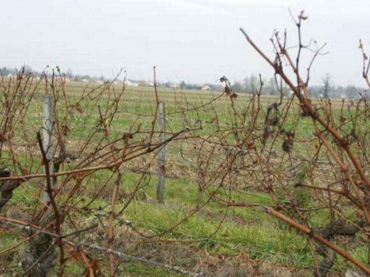 620 ha sont cultivés en vigne dans le Thouarsais.