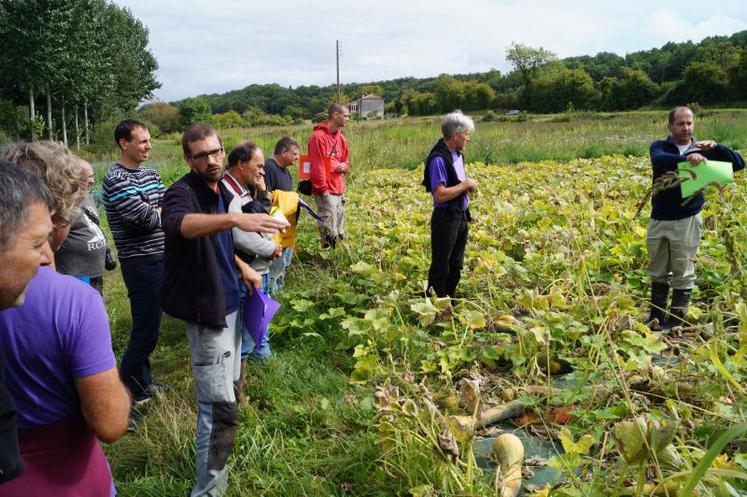 Le couvert, implanté à l’automne 2016, est un mélange de seigle, de vesce, de féverole et de féverole fermière. Les courges ont quant à elles été plantées le 3 juin dernier.