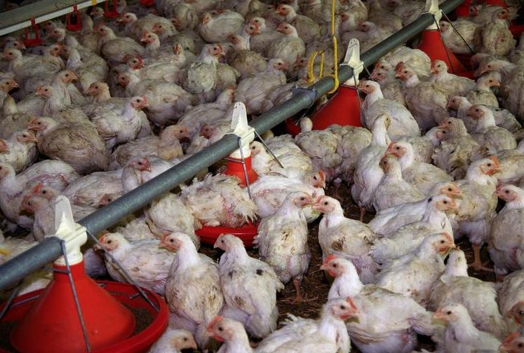 La directive s’applique aux élevages de plus de 500 poulets, aux élevages de reproducteurs, aux couvoirs et aux élevages extensifs, plein air et biologiques.
