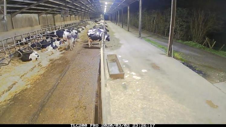 Dans l’élevage du petit Quéray, la vidéo time lapse permet de suivre sur 24 heures le comportement des vaches, y compris à des heures où l’éleveur n’est d’ordinaire pas présent.