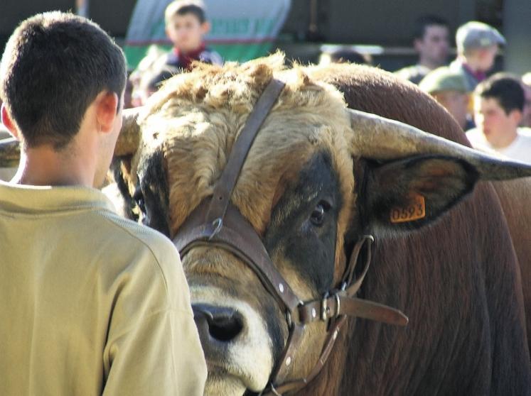 En septembre, Festival de l’élevage de Parthenay.