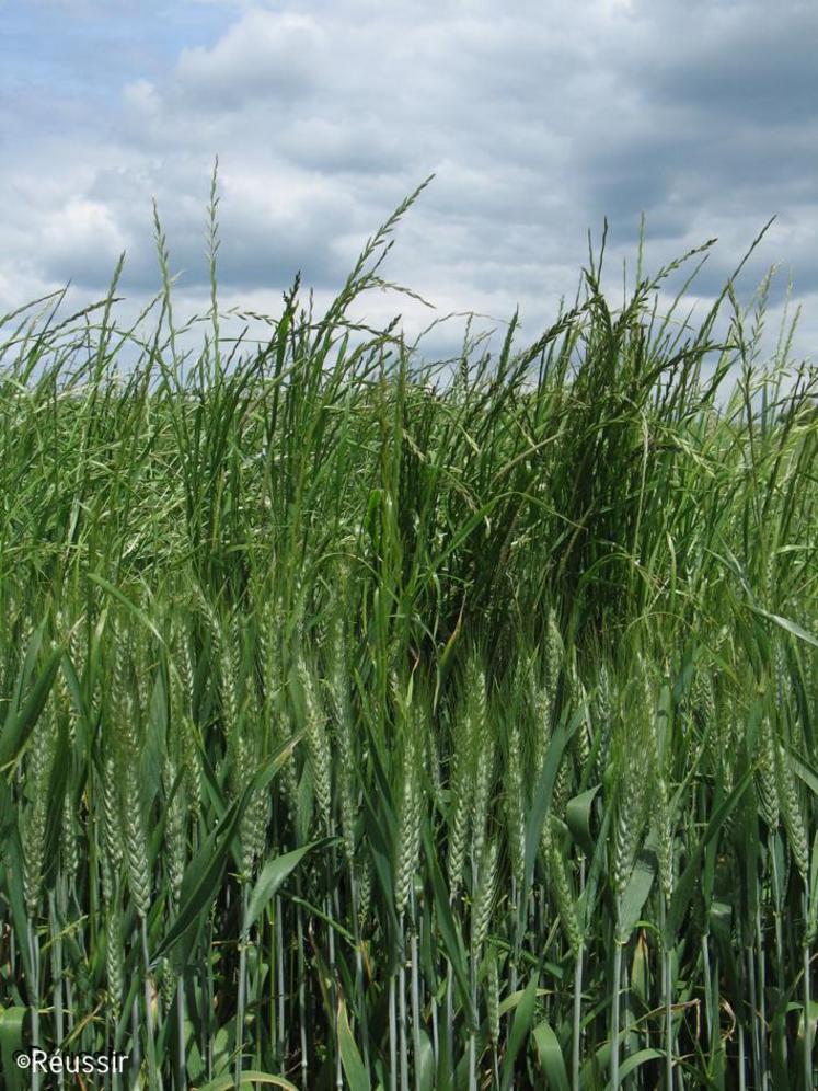 L’utilisation de foliaires est recommandé contre le ray-grass.