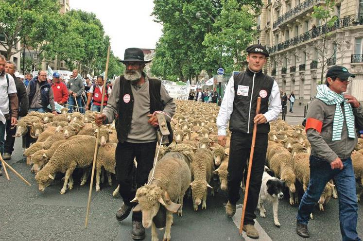 Les bergers et leurs moutons ont battu le pavé parisien pour défendre leur métier.