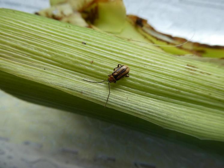 Un spécimen de chrysomèle des racines du maïs, aussi appelé diabrotica virgifera virgifera.