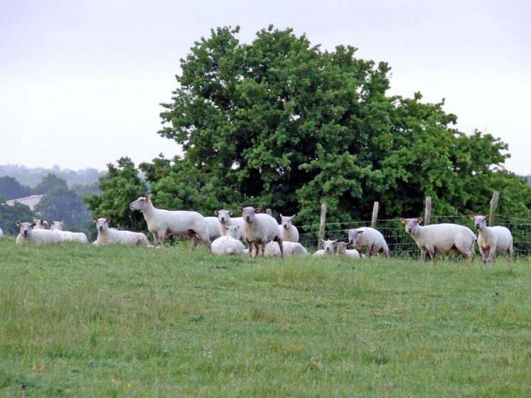 Pour donner aux agriculteurs les moyens de rebondir, le dispositif prévoit un outil central, le diagnostic individuel, financé par la Région et basé sur le volontariat.