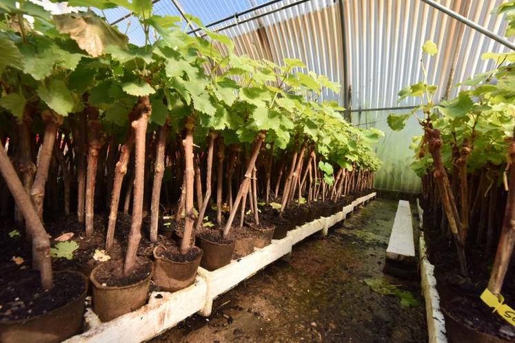 213 millions de plants ont été produits en pépinière traditionnelle : un nouveau record établi par la profession.