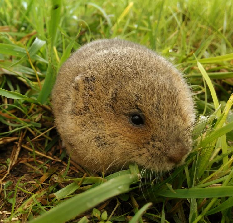 Plusieurs projets de recherche visent à réduire la prolifération des campagnols terrestres.