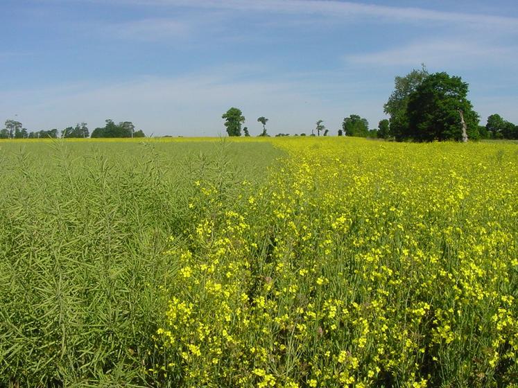 Colza, Deux-Sèvres, Nouvelle-Aquitaine, Culture, Agriculture