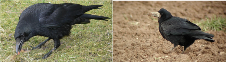 Corneille noire et corbeau freux