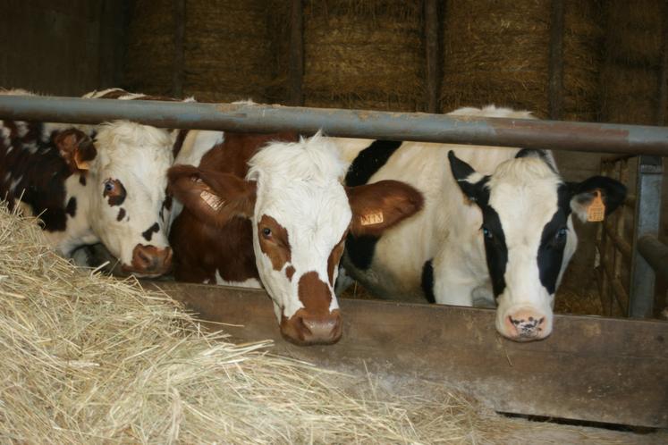 L’adaptation des races laitières au changement climatique est l’un des enjeux majeurs identifiés par le Cniel.