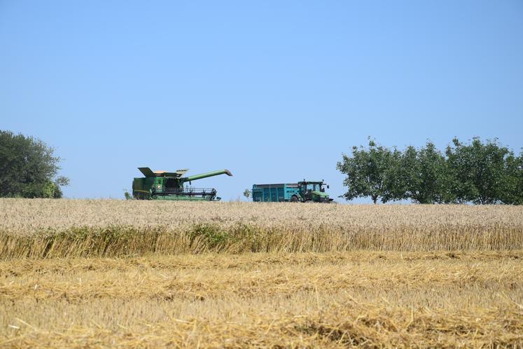 Pour le blé, le poids spécifique est surveillé de près en cette fin de campagne.