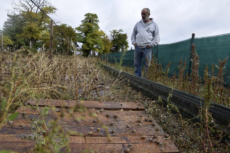 José Mendez dans son parc de 800 m2 où les escargots s’épanouissent. Il attend la relève.