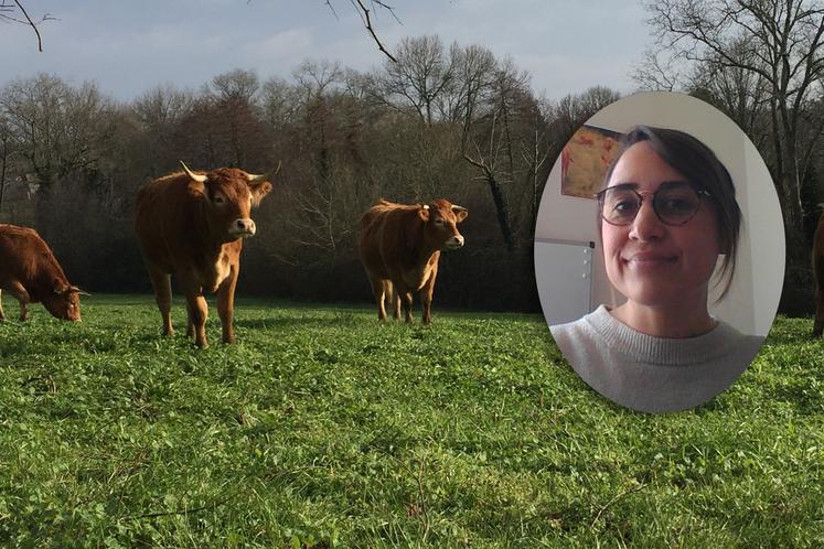 Eugénie Soullard, conseillère d’entreprise chez CerFrance, référente viande bovine, souligne que « la marge brute par vache s’est améliorée par rapport à l’année dernière, avec un gain de plus de 600 euros par vache par rapport à 2021, sur nos échantillons, pour une exploitation moyenne ».