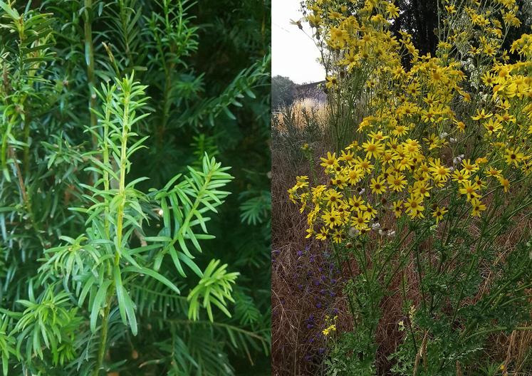 If commun à baies et séneçon de Jacob.