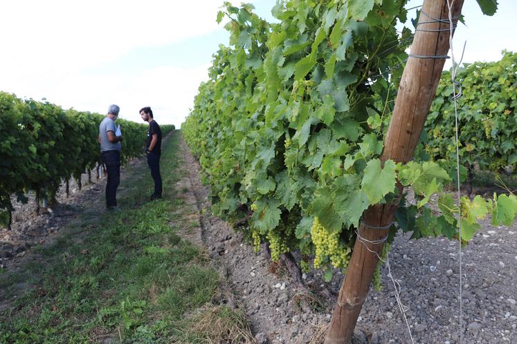 Deux visites étaient proposées : le 26 juillet sur le vignoble Rémy Martin à Verrières et le 27 juillet sur le vignoble de Fontaulière à Cherves-Richemont.