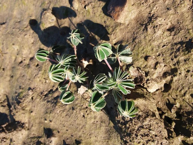 Lupin en sol hydromorphe.