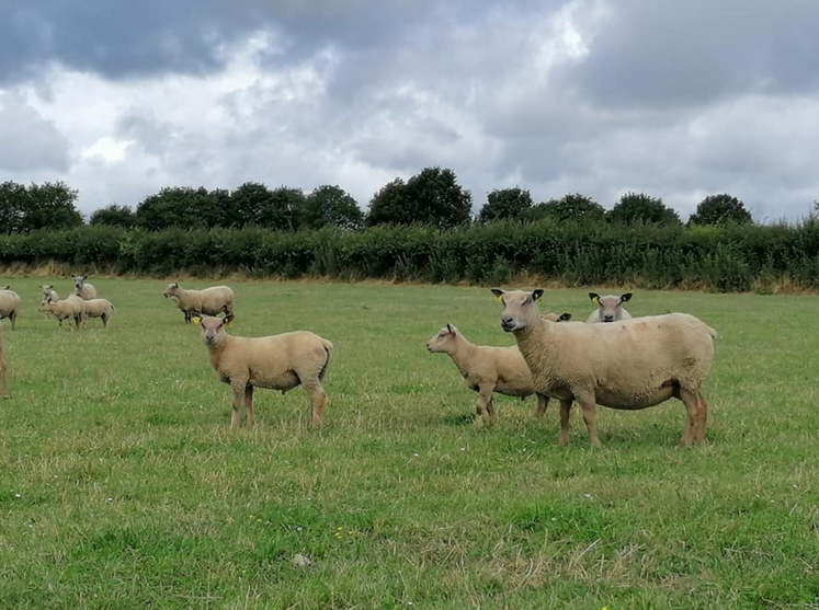 Deux-Sèvres; pâturage; ovin; élevage; agriculture.