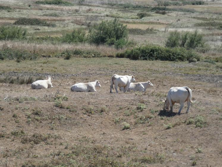 Le marais de Brouage (ici le 6 août 2022) fait partie des zones concernées.