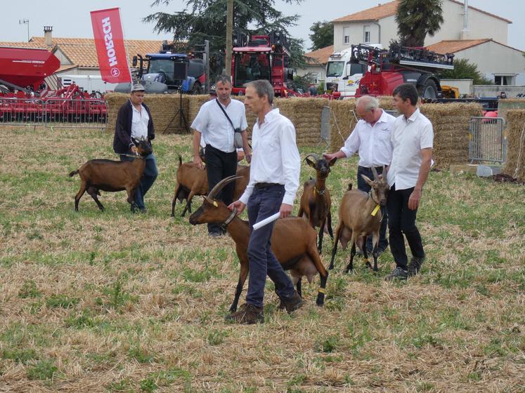 Un concours caprins a également eu lieu le samedi matin. 
