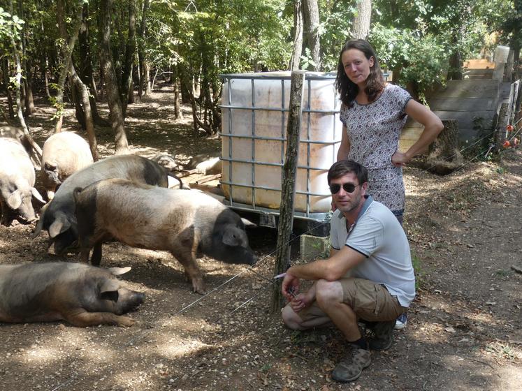 Tous deux hors cadre familial, Sophie et Romain Delneuf se sont lancés dans l’élevage de porcs culs noirs limousins en 2021.