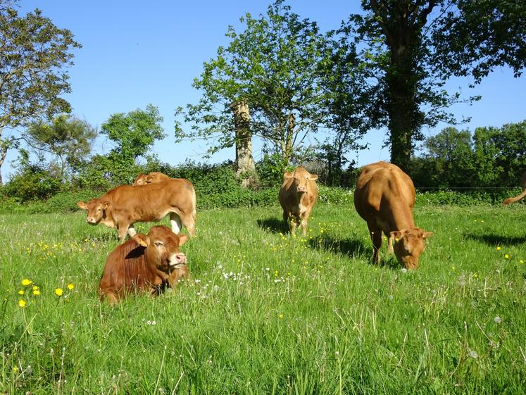 Vaches au pâturage