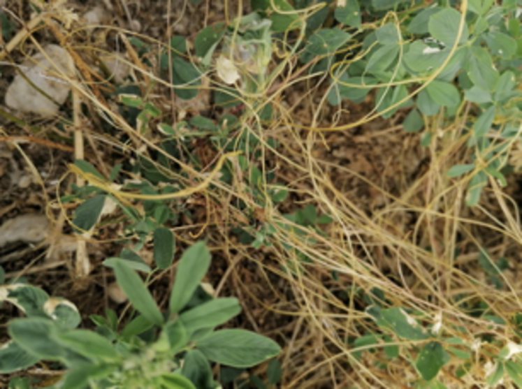 La cuscute est reconnaissable par le rond de filament jaunâtre couvrant les plantes.