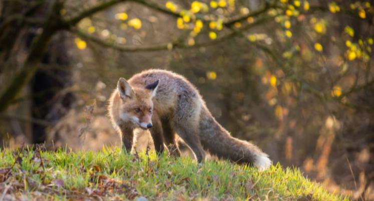 Renard, Dégâts aux cultures, Esod