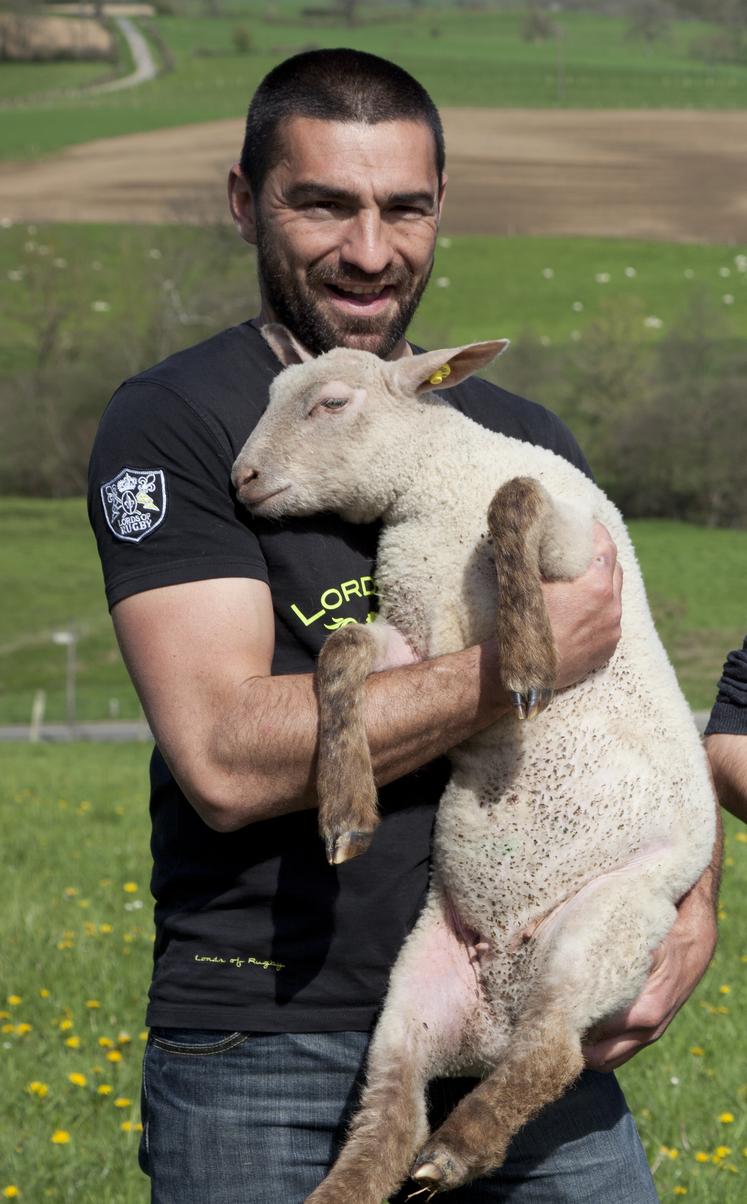 Mouton, ovin, installation en agriculture