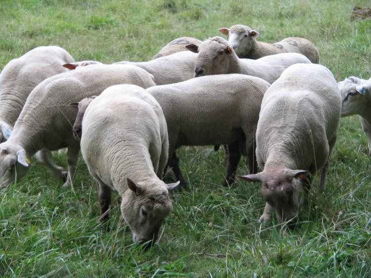 L'économie est estimée à 1000 € d'aliments pour 300 agneaux avec un bélier de bon potentiel génétique.