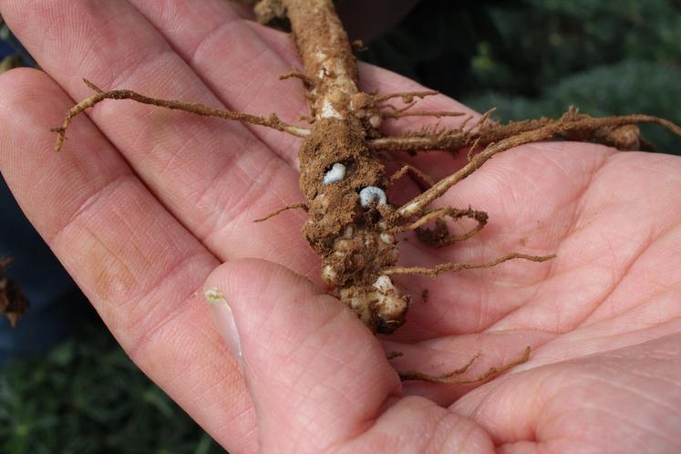 Larves de sitones sur nodosités.