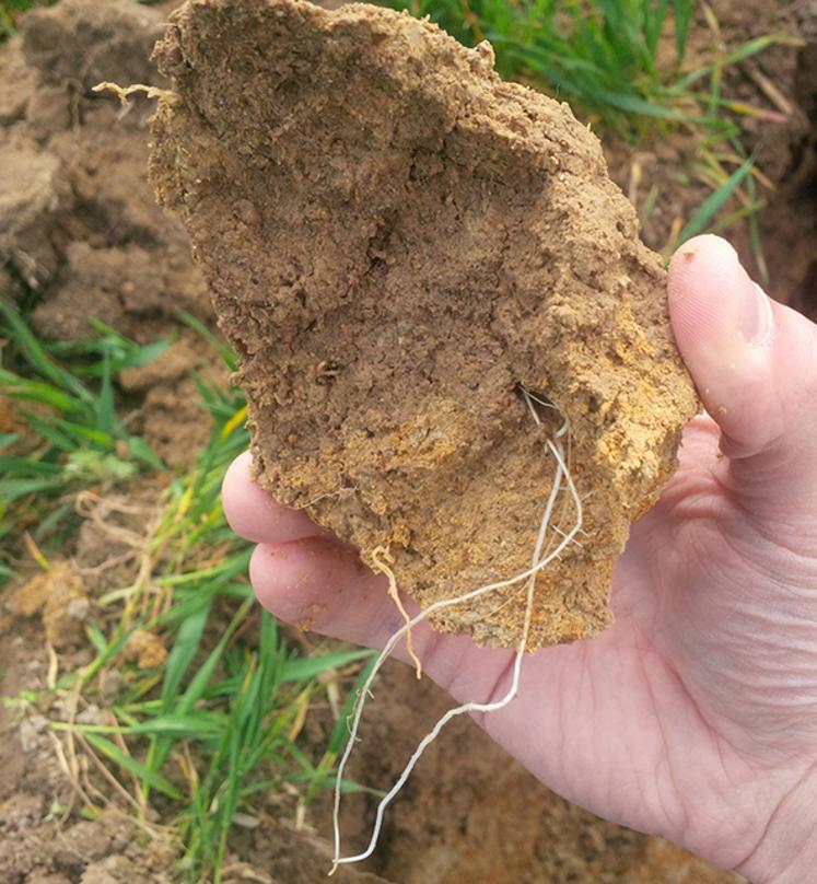 Sol, Analyse, activité biologique, Terres Inovia, Deux-Sèvres, Nouvelle-Aquitaine