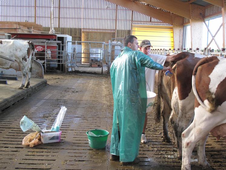 La Nouvelle-Aquitaine a perdu en cinq ans près de 20 % de ses vétérinaires spécialisés en animaux de rente, selon le sénateur Christian Redon-Sarrazy.