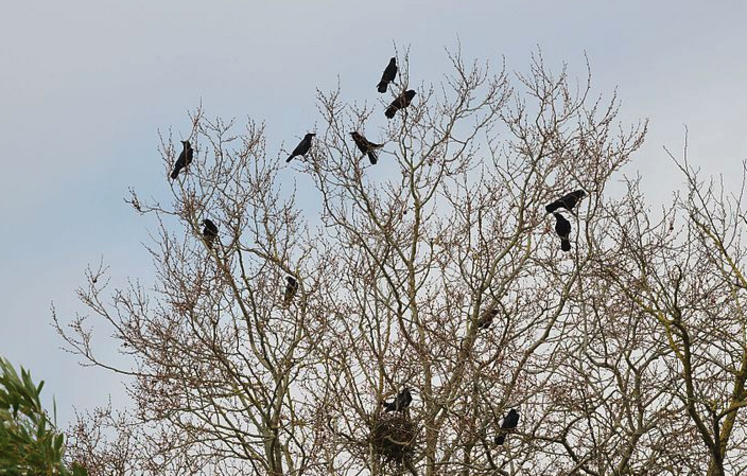 L'hiver, les corbeaux freux restent davantage dans les zones urbaines. Sans petits à nourrir, ils ont moins besoin d'aller picorer dans les champs.
