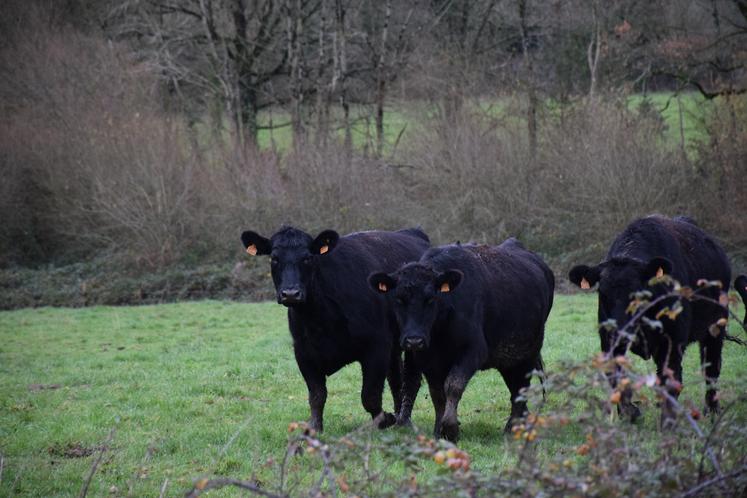 Les bovins sont dehors 365 jours par an. Des pâtures ont été morcelées avec des plantations de haies et la restauration de chemins de passage.