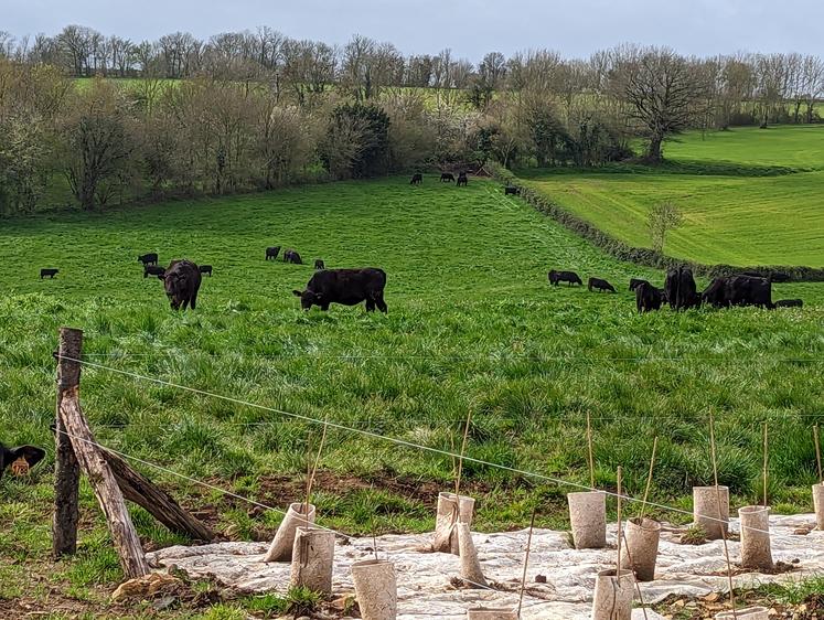 À Saint-Georges-de-Noisné, Jean-Marie Gautier a augmenté de 15 ha sa surface en prairies et planté 500 mètres de haies.