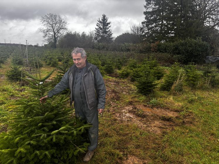 Laurent Naudin a planté 2 000 sapins il y a 6 et 5 ans à Saint-Saviol.