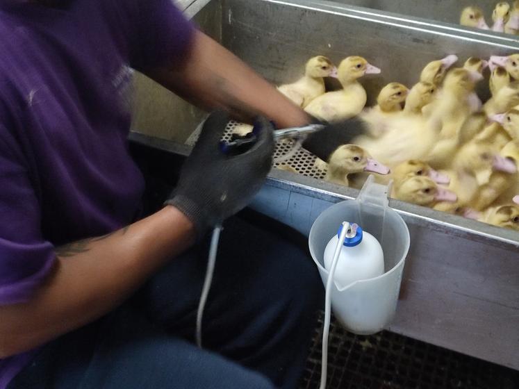 Vaccination dans un élevage de canards à Saint-Léger- de-Montbrun (79).