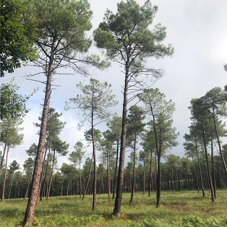 La Vienne totalise 125 000 ha d'espaces forestiers.