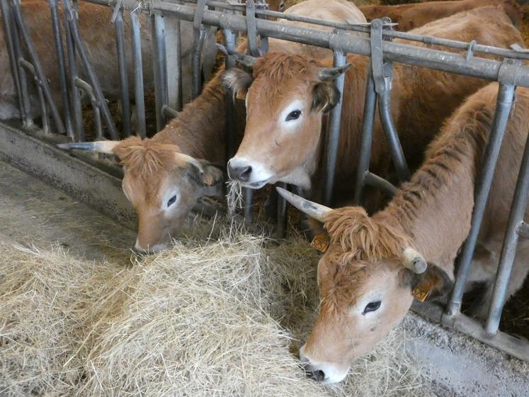L'alimentation et la croissance de la race maraîchine font partie des sujets étudiés.