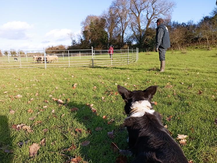 Quatre journées pour apprendre à travailler avec son chien.