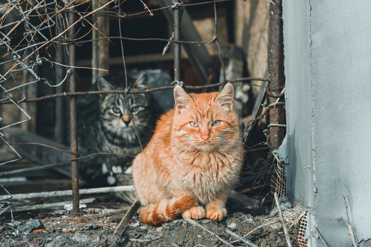 Le nombre de chats abandonnés est en augmentation, avec d'importants impacts sur les zoonoses et la biodiversité.