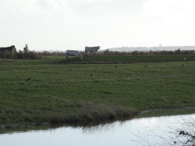 Le développement de l'élevage dans l'estuaire de la Seudre est une option, mais existe-t-il encore des personnes qui veulent s'investir dans ce secteur chronophage ?